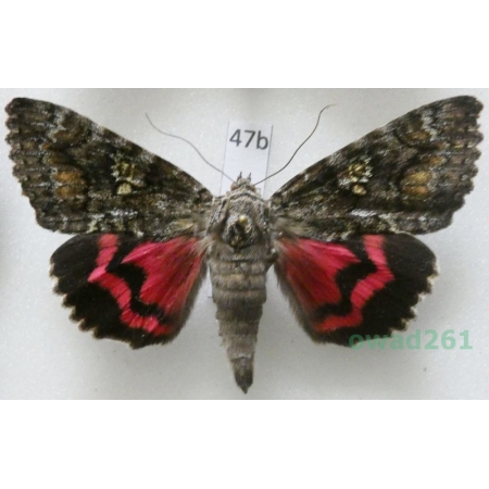 Catocala sponsa (Linnaeus, 1767) Czech47b